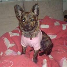 Blanding af racer Minnie