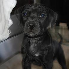 Amerikansk staffordshire terrier Trine.