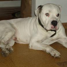 Amerikansk bulldog Corrado