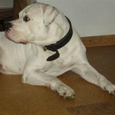 Amerikansk bulldog Corrado