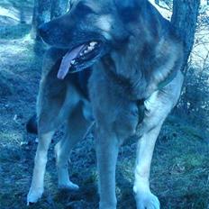Blanding af racer Bølle HimmelHund