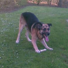 Blanding af racer Bølle HimmelHund