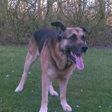 Blanding af racer Bølle HimmelHund