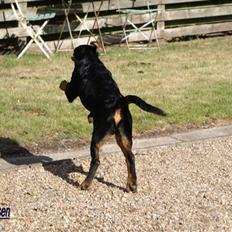 Rottweiler Diego ( Solgt )