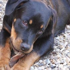 Rottweiler Diego ( Solgt )