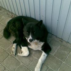 Karelsk bjørnehund Misko