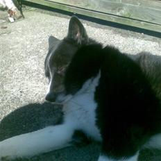 Karelsk bjørnehund Misko