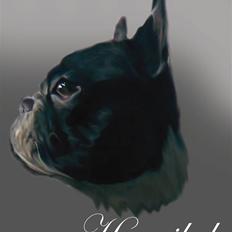 Fransk bulldog Hannibal