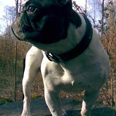 Fransk bulldog Hannibal