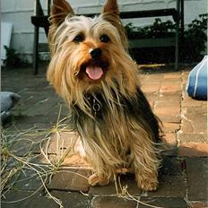 Australian silky terrier Felix