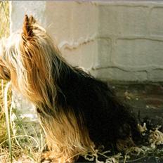 Australian silky terrier Felix