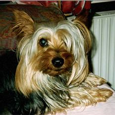 Australian silky terrier Felix