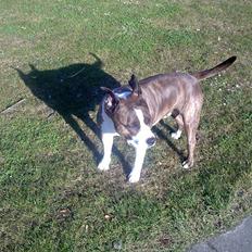 Amerikansk staffordshire terrier <'3 -Louisianna-<'3 R.I.P