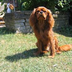 Cavalier king charles spaniel Topper