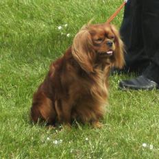 Cavalier king charles spaniel Topper