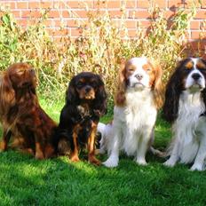 Cavalier king charles spaniel Topper