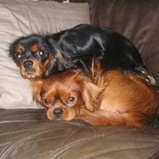 Cavalier king charles spaniel Tulle (Magic Rose)
