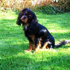 Cavalier king charles spaniel Tulle (Magic Rose)