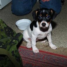 Dansk svensk gaardhund                      Sara