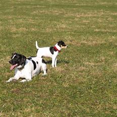 Dansk svensk gaardhund                      Sara