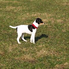 Dansk svensk gaardhund                      Sara