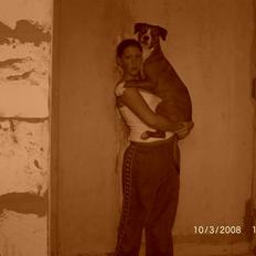 Amerikansk staffordshire terrier Donna 