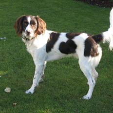 Kleiner münsterländer Santo