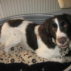 Kleiner münsterländer Santo