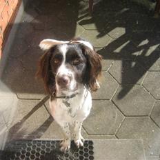 Kleiner münsterländer Santo