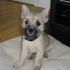 Cairn terrier Ferns Quickstepper