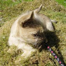 Cairn terrier Ferns Quickstepper