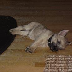 Cairn terrier Ferns Quickstepper