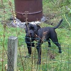 Staffordshire bull terrier Sanchez