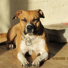 Amerikansk staffordshire terrier ~*~*~*~ Angie ~*~*~*~