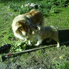 Collie langhåret Tvingsfields Sweet Penelope