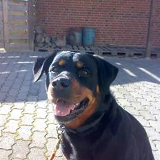 Rottweiler Zenta