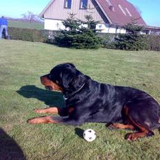 Rottweiler Zenta