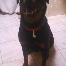 Rottweiler Nalah