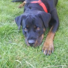 Rottweiler Nalah