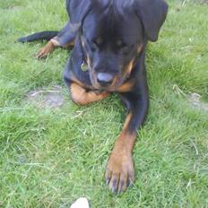 Rottweiler Nalah