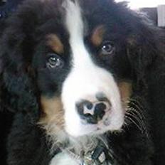 Berner sennenhund Oscar