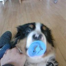 Berner sennenhund Oscar