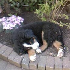 Berner sennenhund Oscar