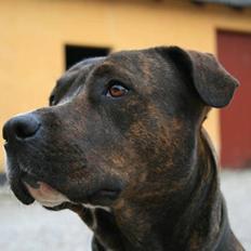 Blanding af racer Kala