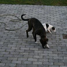 Blanding af racer Kala