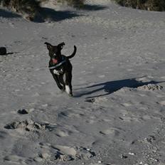 Blanding af racer Kala