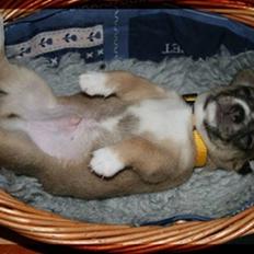 Blanding af racer * Nemo *