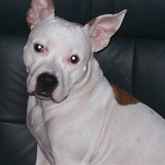 Amerikansk staffordshire terrier Nikita