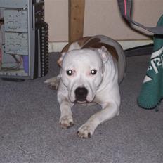 Amerikansk staffordshire terrier Nikita