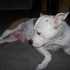 Amerikansk staffordshire terrier Nikita